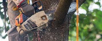 Reliable Springdale, OH Tree Care  Solutions