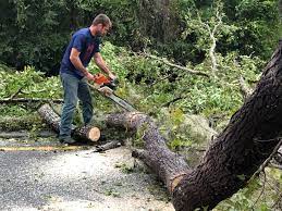 Leaf Removal in Springdale, OH