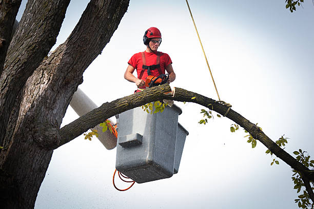 Best Tree Maintenance Programs  in Springdale, OH