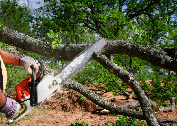 Best Tree Disease Treatment  in Springdale, OH