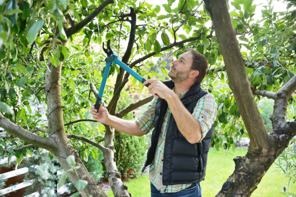 Best Fruit Tree Pruning  in Springdale, OH